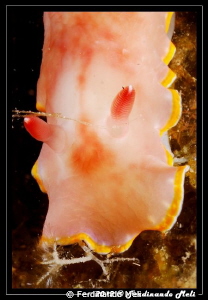 Nudibranchs... jewels of the sea! by Ferdinando Meli 